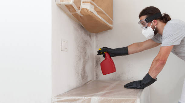 Professional Attic Mold Remediation technician working in Fountainebleau, FL